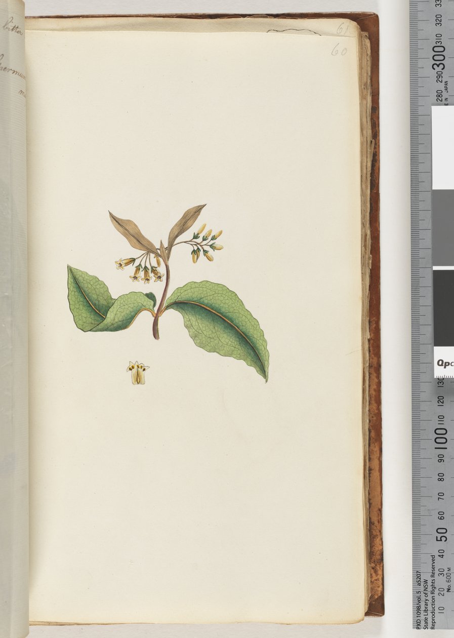 Page 60. Plante non identifiée - Unknown artist
