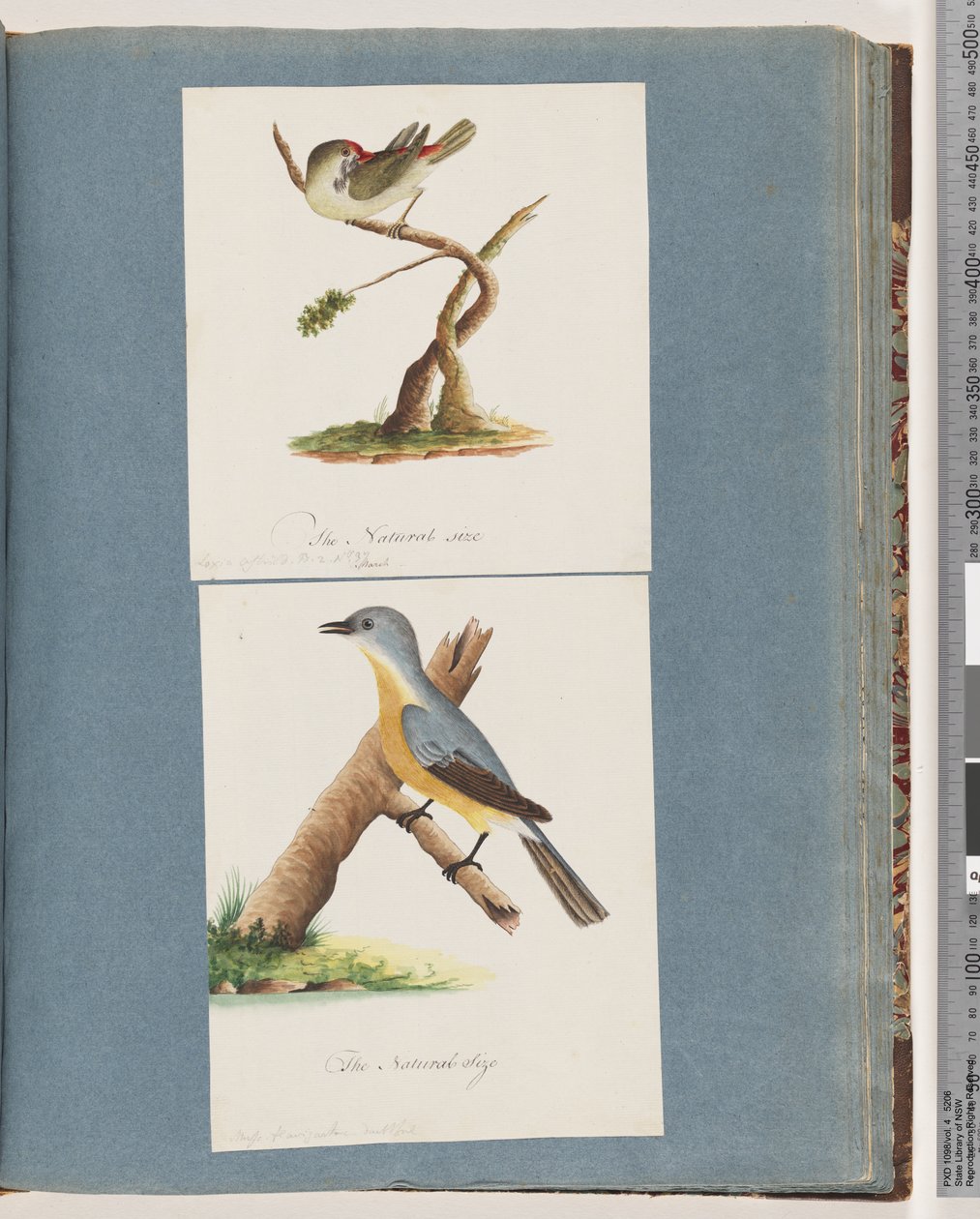 Page 62. Diamant à sourcils rouges. Loxia astrild. 63. Oiseau non identifié. Muscicapa flavigastra - Unknown artist