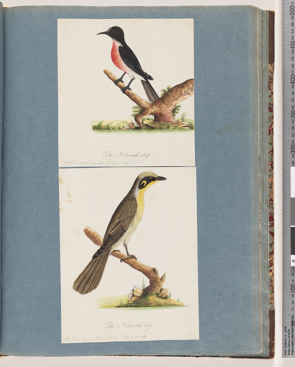 Page 64. Rouge-gorge écarlate. Musca crythrogastra. 65. Méliphage à touffes jaunes. Muscicapa novae Hollandiae - Unknown artist