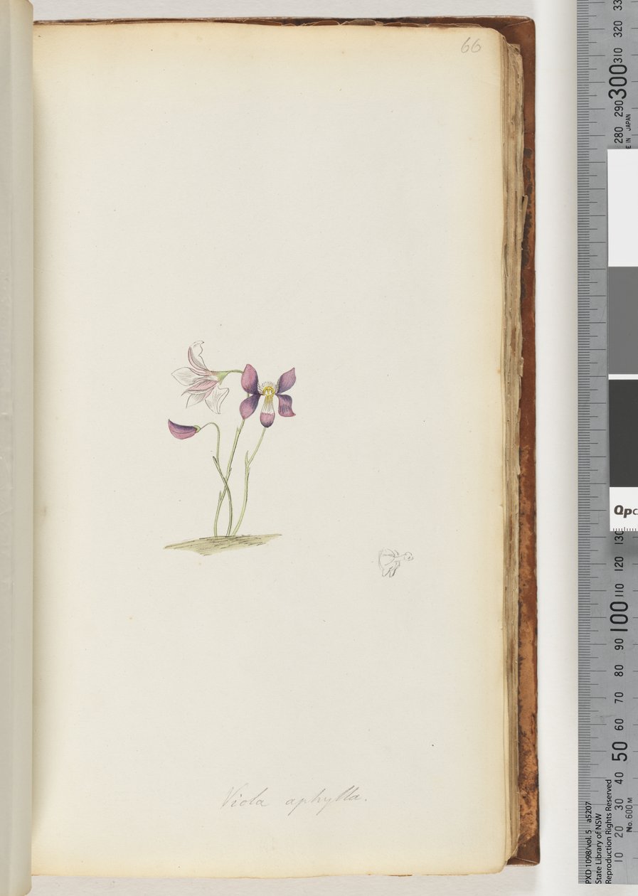 Page 66. Viola aphylla / Violette sauvage - Unknown artist