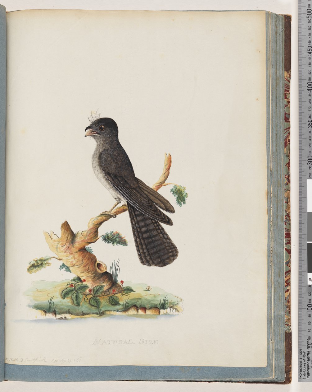 Oiseau non identifié. N. Holland Goatsucker - Unknown artist