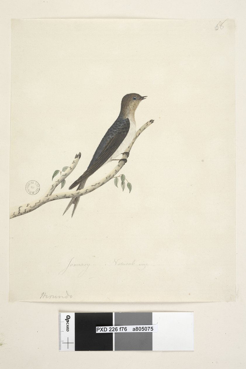 Page 76. Hirundo. au centre inférieur dans une autre main Janvier Taille naturelle Hirondelle bienvenue Hirundo neoxena, 1791-92 - Unknown artist