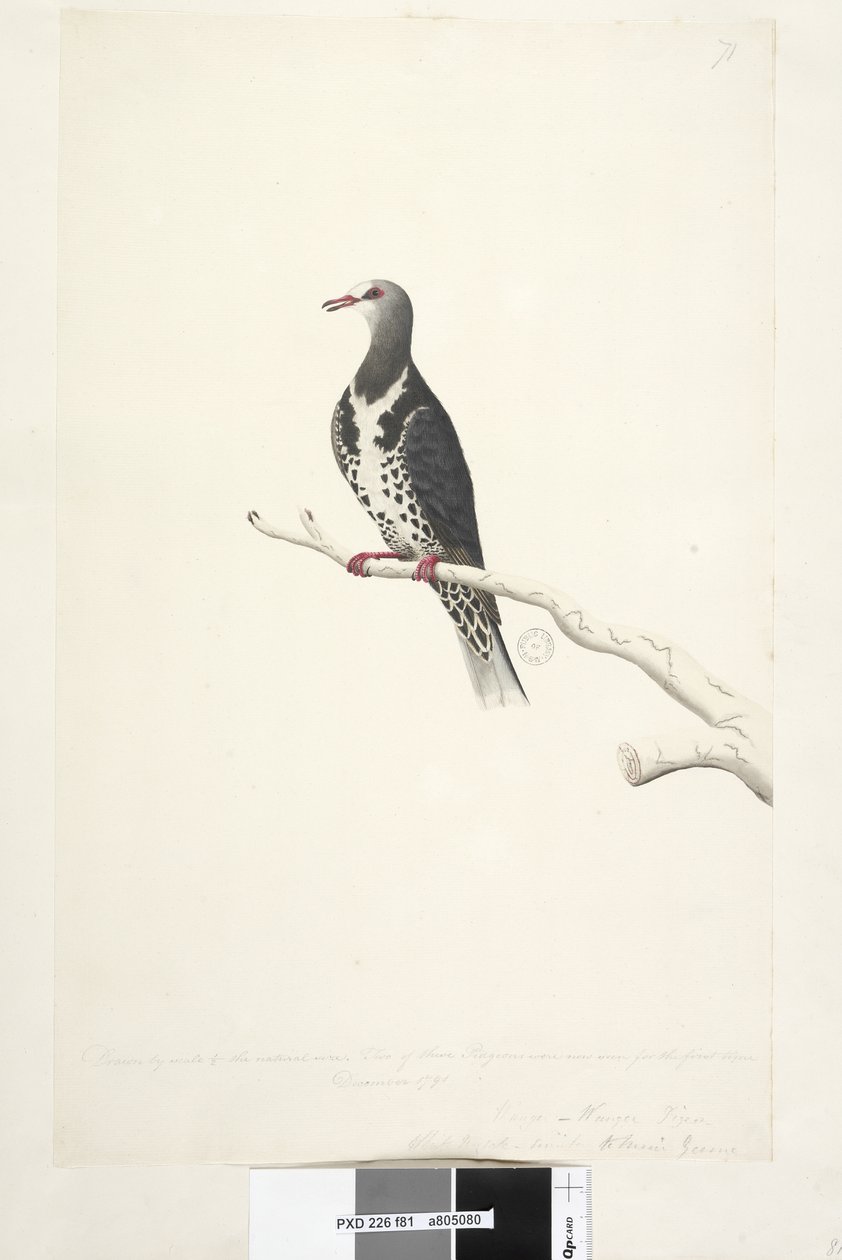 Page 81. Wunga, Wungee Pigeon. Dessiné à l'échelle 1/2 de la taille ...