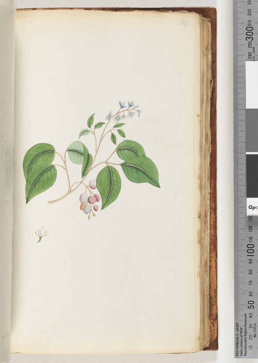 Page 87. Plante non identifiée - Unknown artist