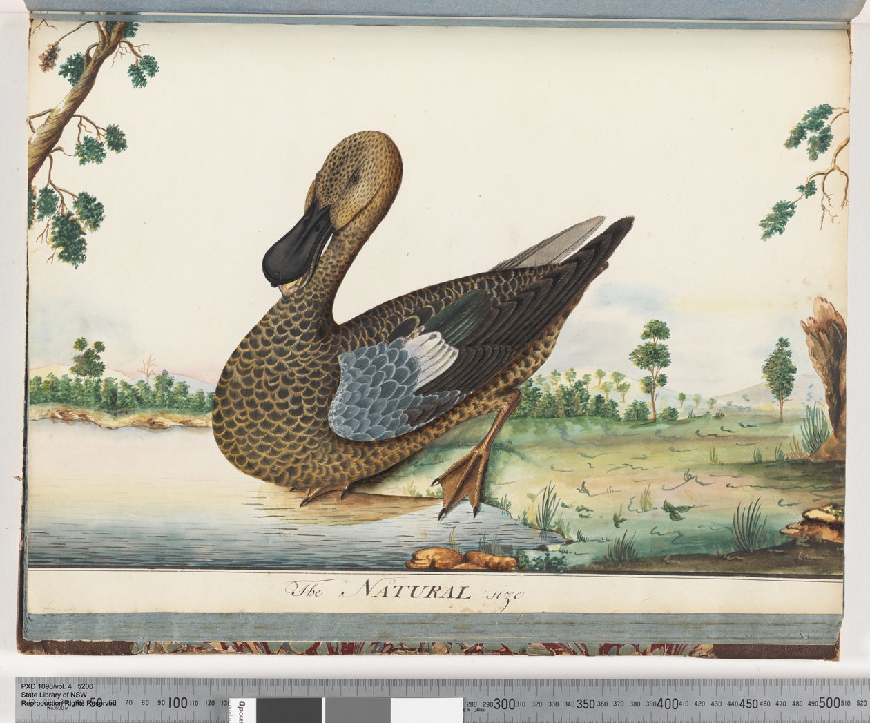 Page 89. Canard - Unknown artist
