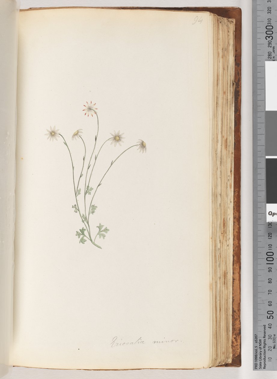 Page 94. Eriocalia minor - Unknown artist