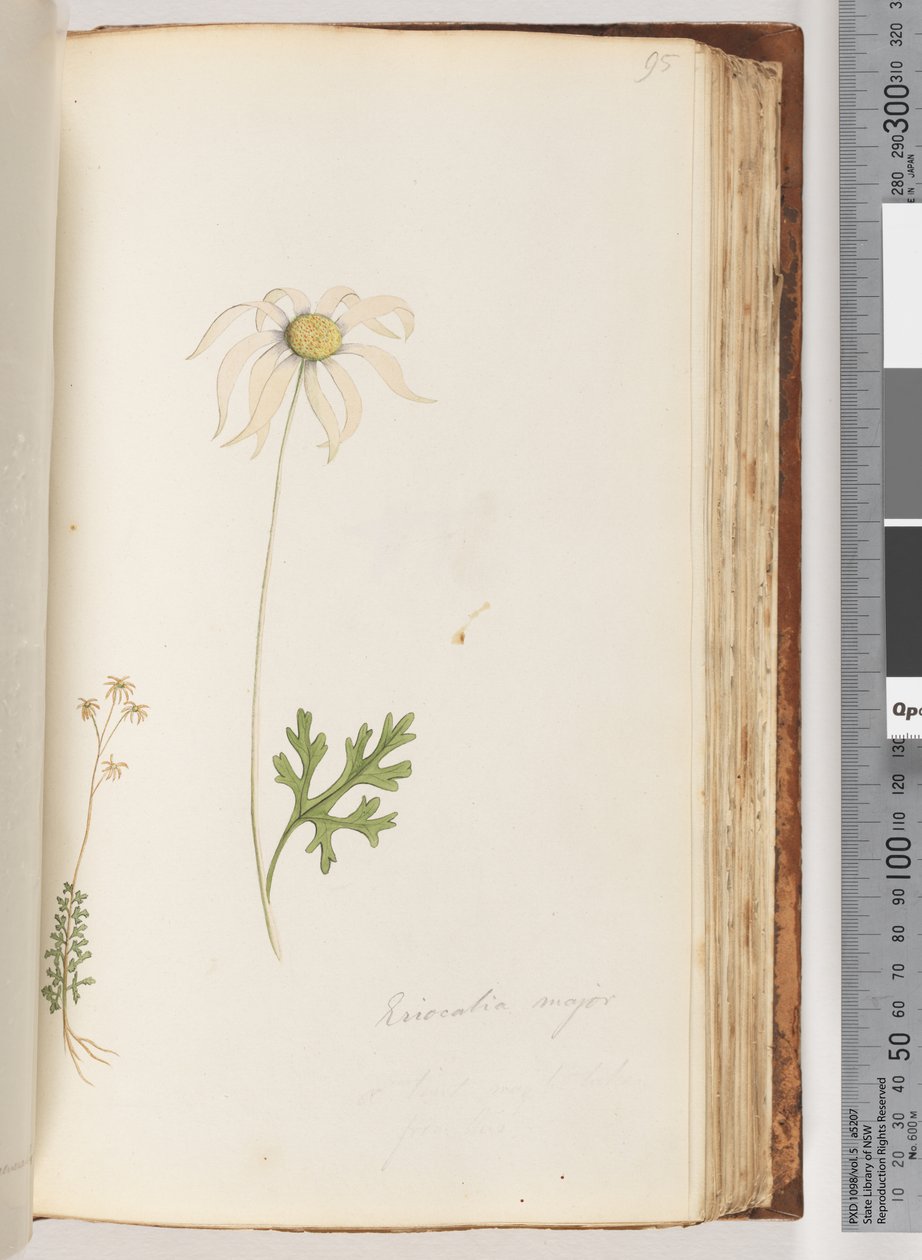 Page 95. Eriocalia major - Unknown artist