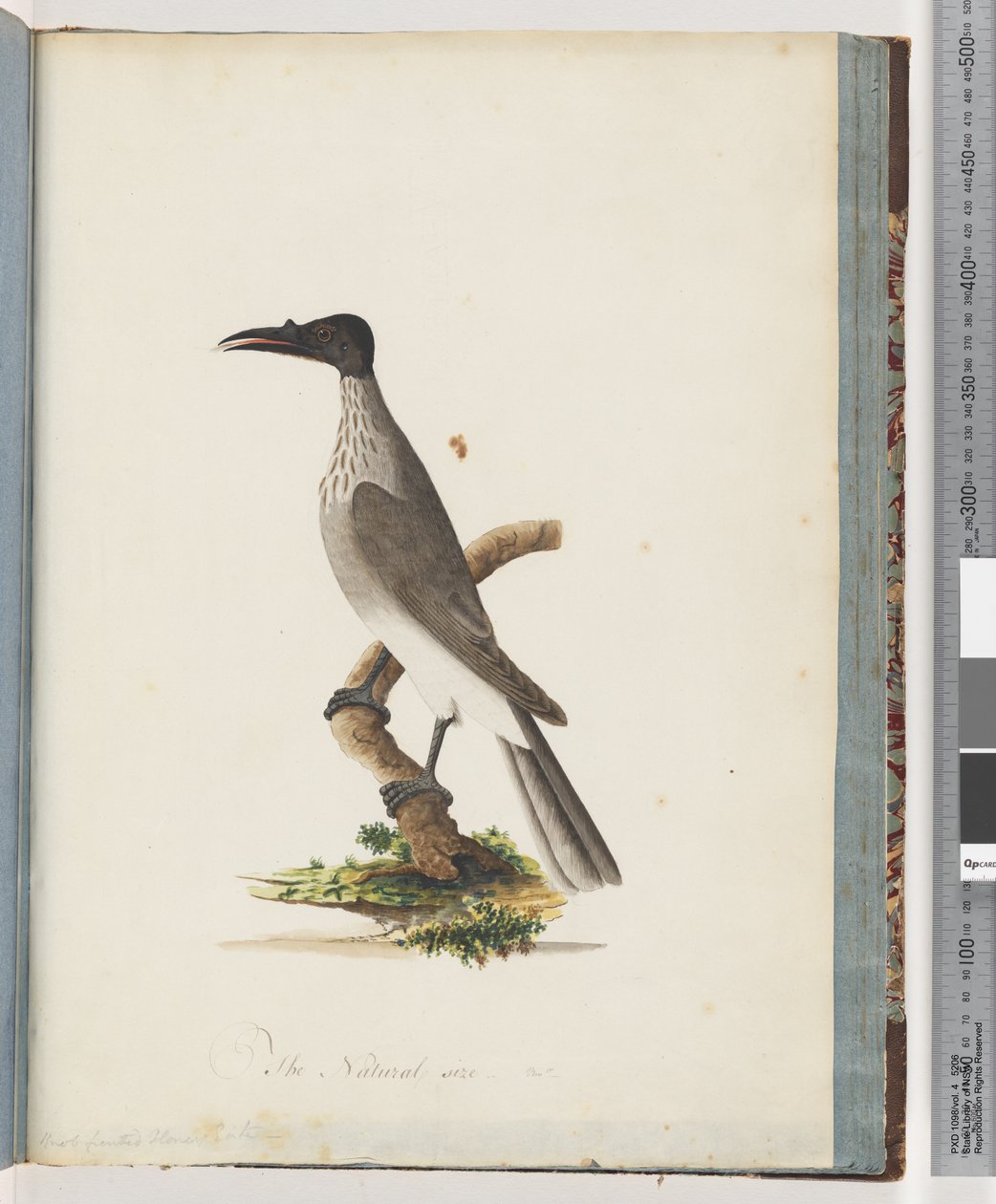 Page 95. Friarbird bruyant. Méliphage à front de bouton - Unknown artist