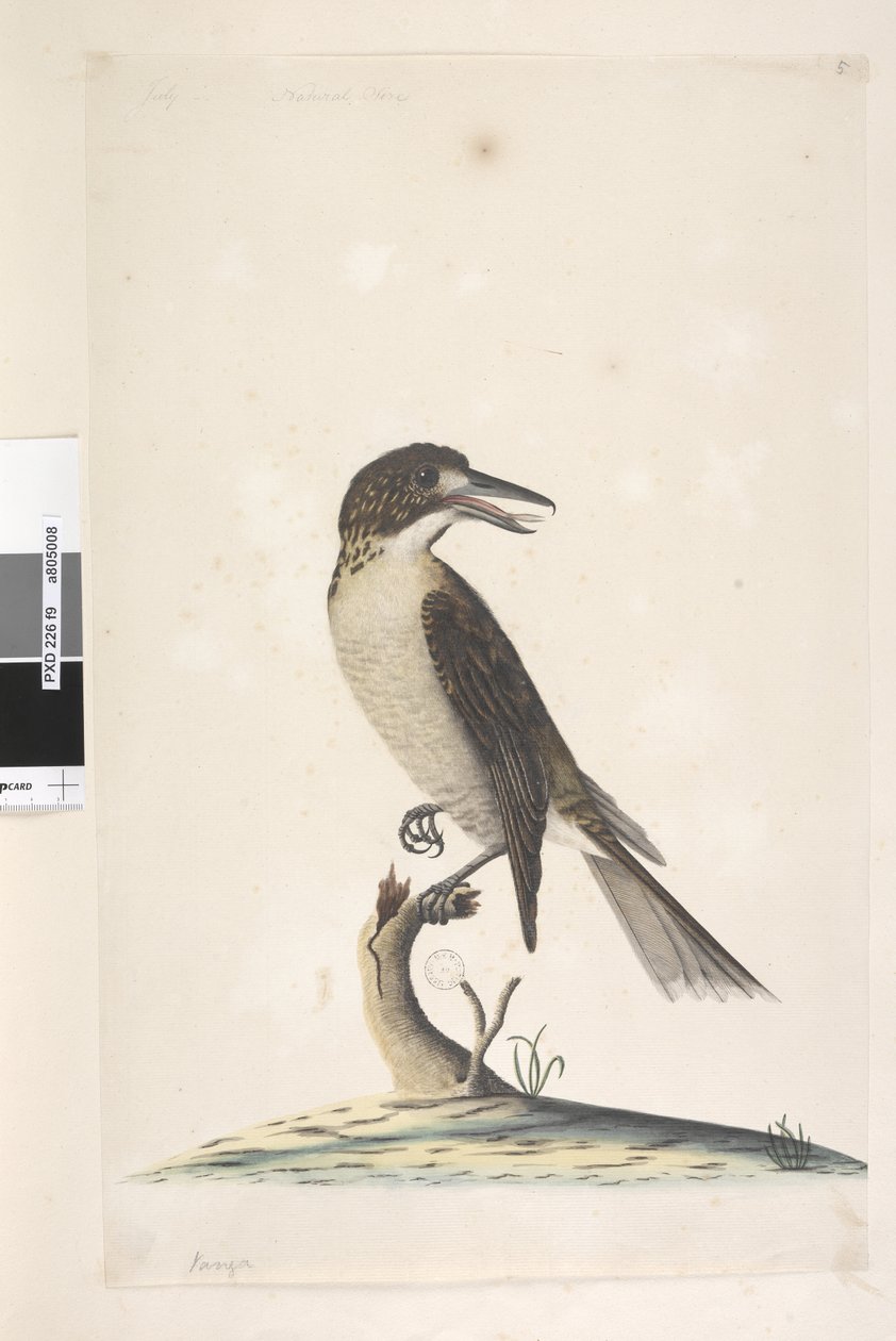 Page 9. Vanga. en haut à gauche dans une autre main Juillet, taille naturelle Butcher gris, Oiseau Cractius torquatus femelle, 1791-92 - Unknown artist