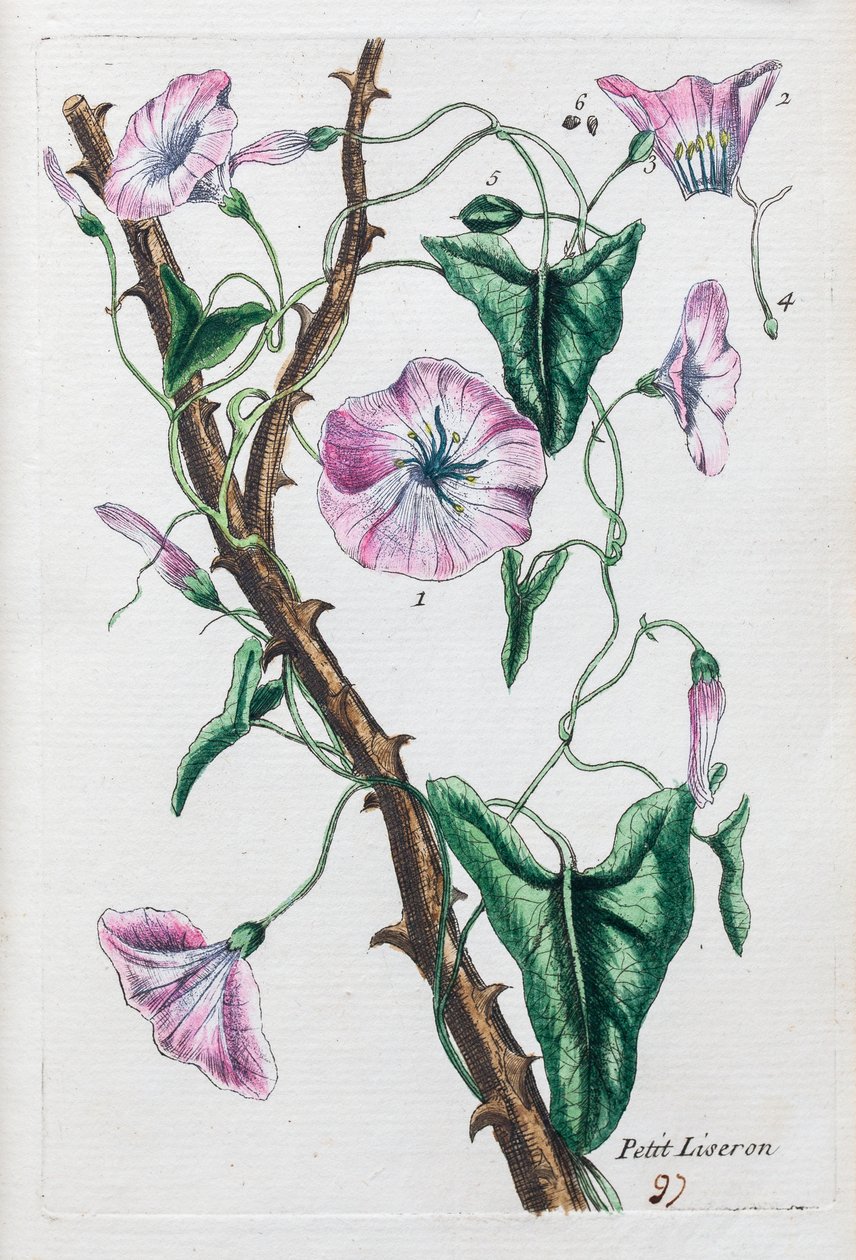 Petiti Liseron - Unknown artist