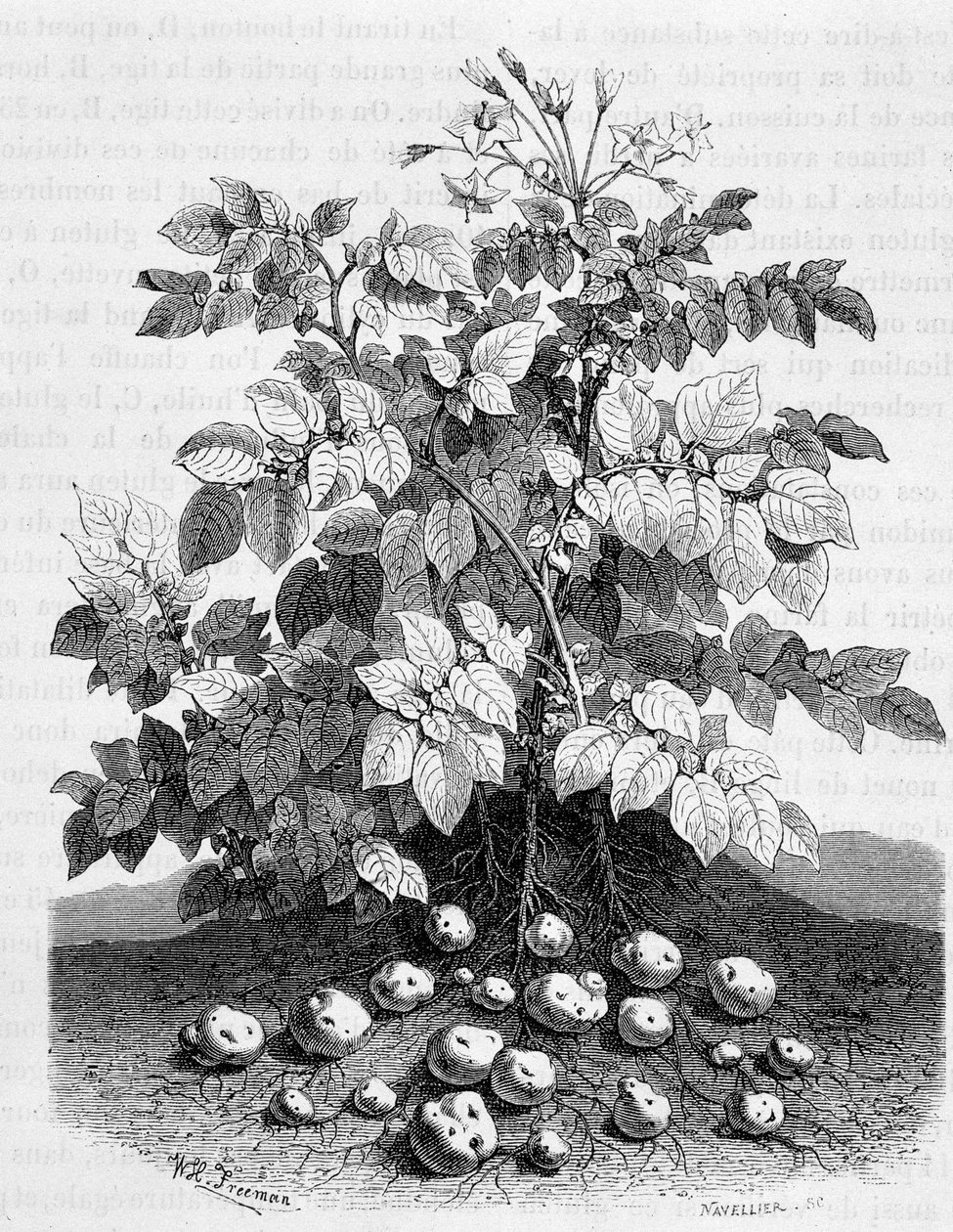 Pommes de terre et tubercules amylacés de ses racines - Fig tree - Unknown artist