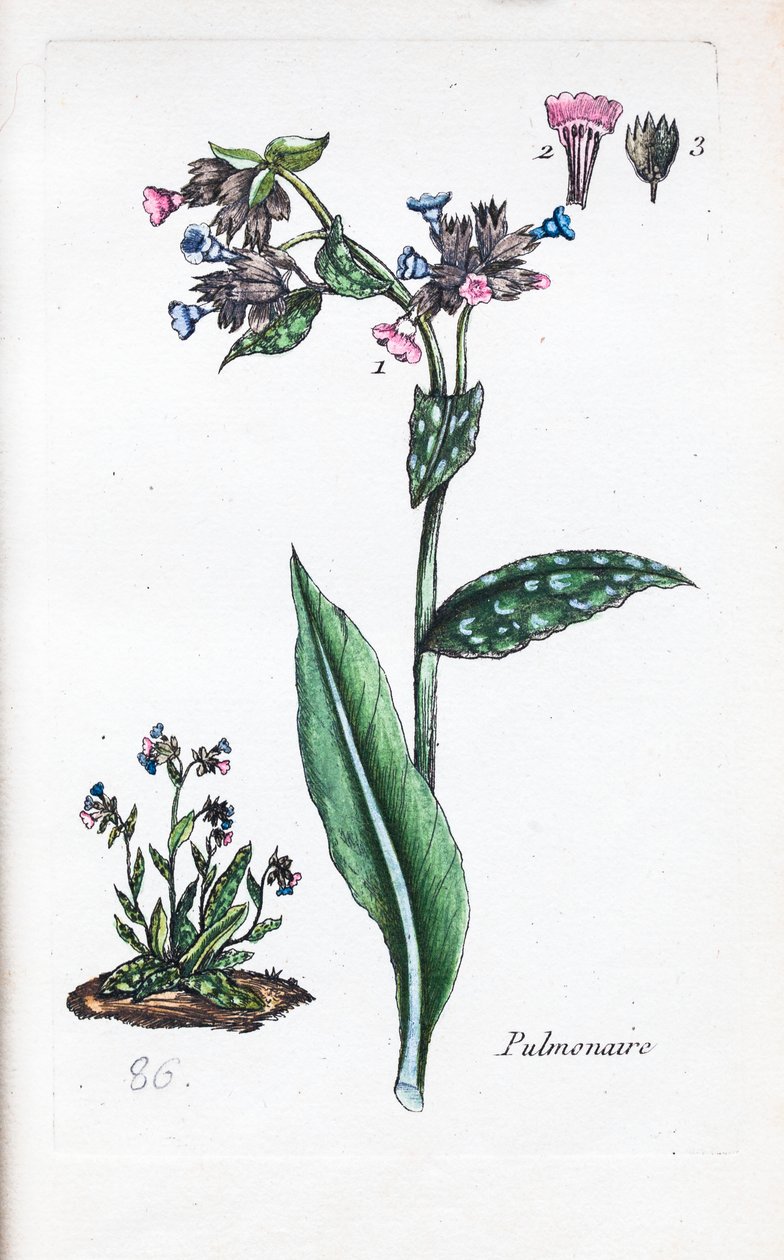 Pulmonaire - Unknown artist