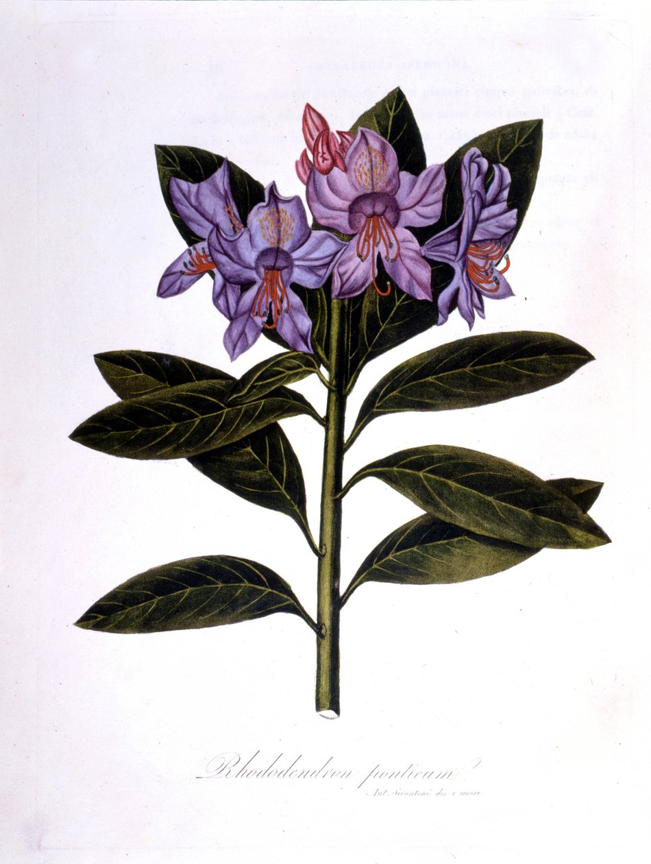 Rhododendron (Rhododendrum Pontium) - Unknown artist