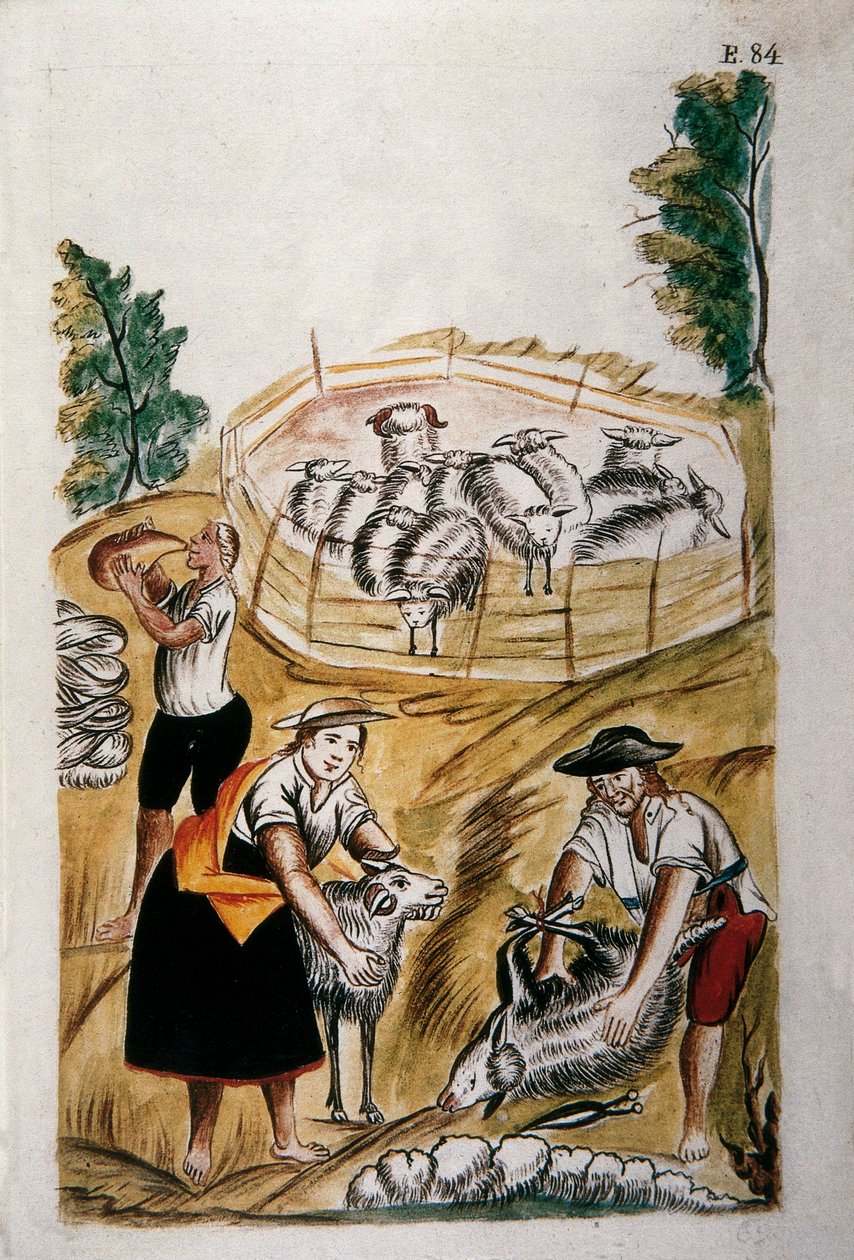 Tonte des moutons, du livre "Trujillo del Peru" ou "Códice Martínez Compañón", par Baltazar Martinez Compañón y Bujanda, évêque de Trujillo (1782-1785) - Unknown artist
