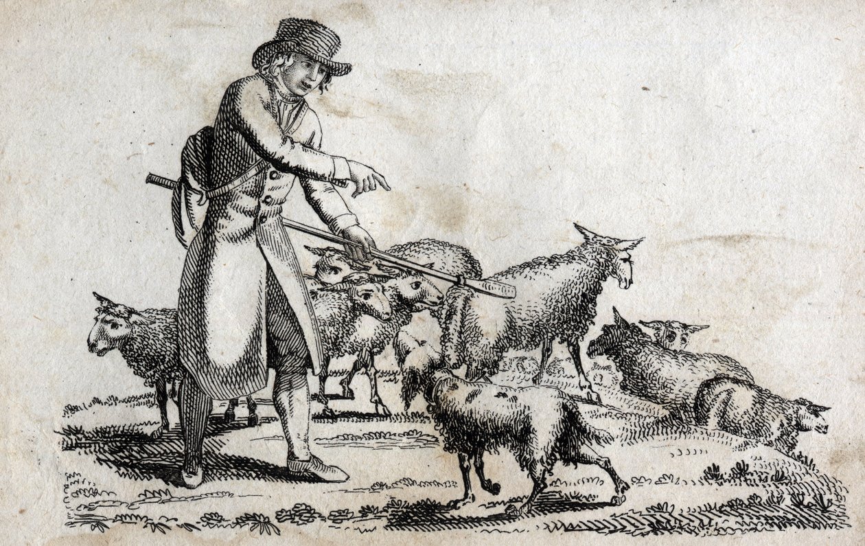 Berger avec son troupeau de moutons. Gravure fin XVIIIe siècle. Collection privée. - Unknown artist