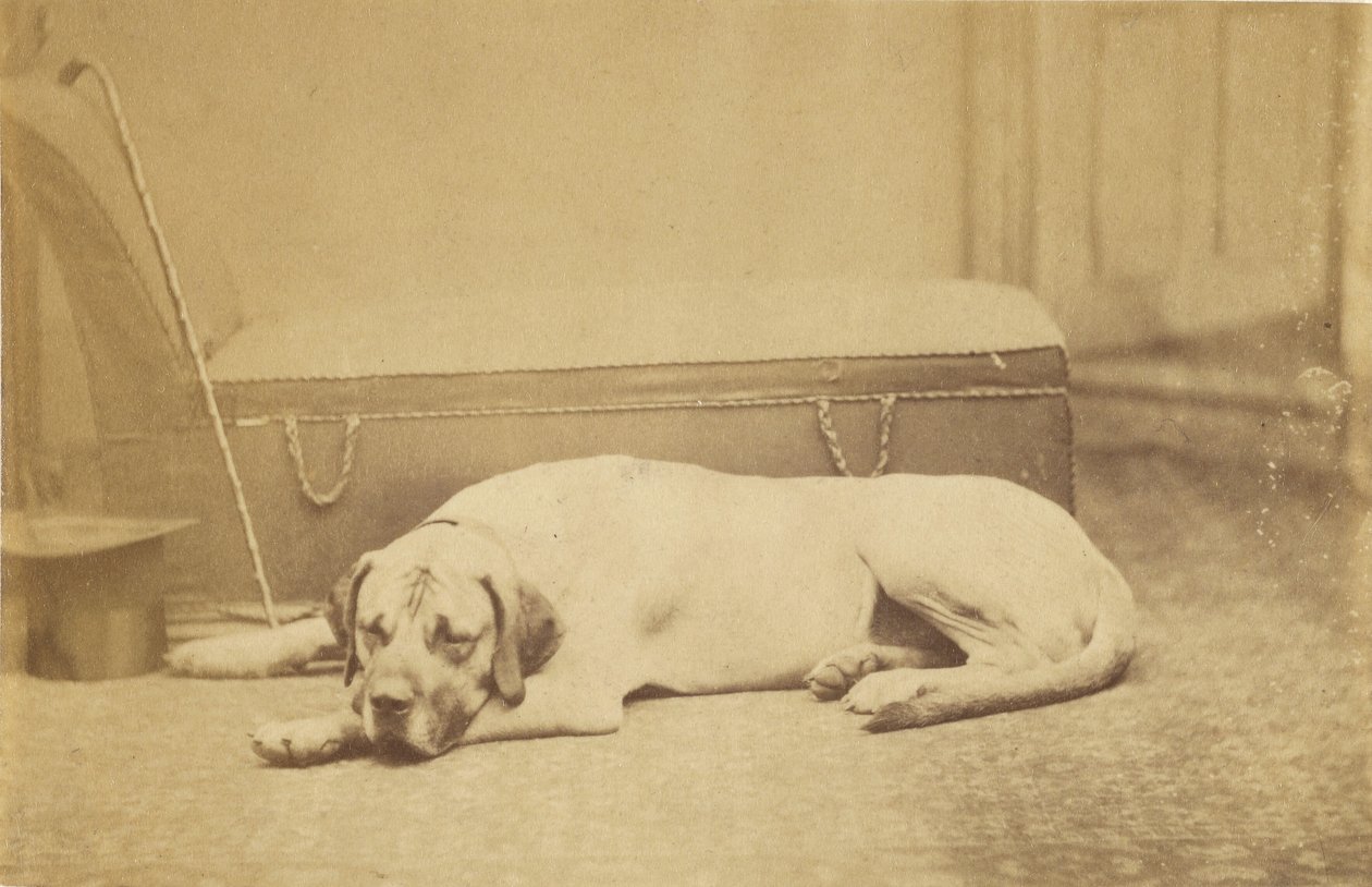 [Sleeping Dog] (chien couchant) - Unknown artist