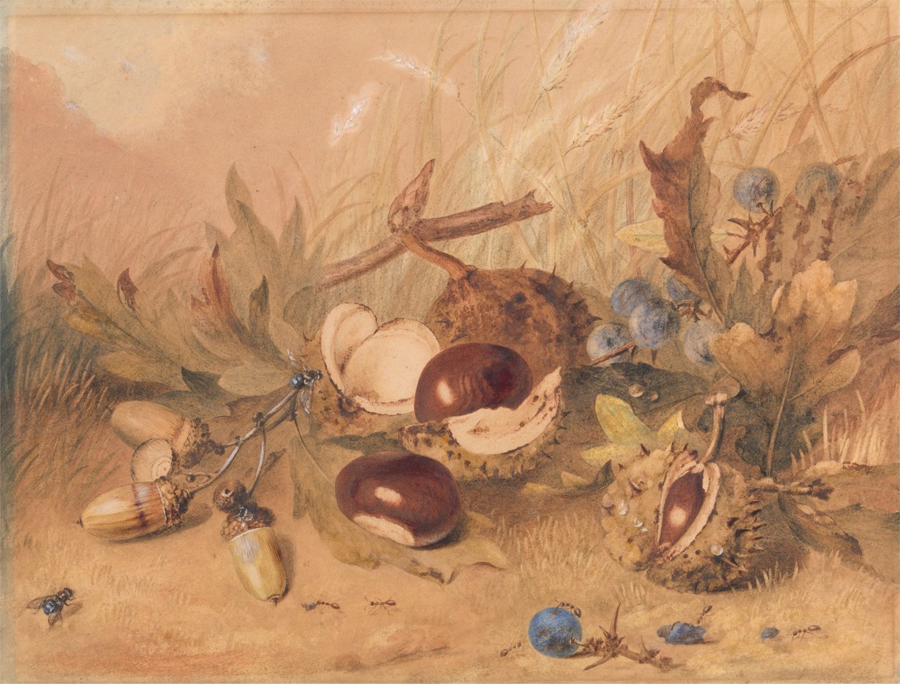 Nature morte avec glands et marrons - Unknown artist