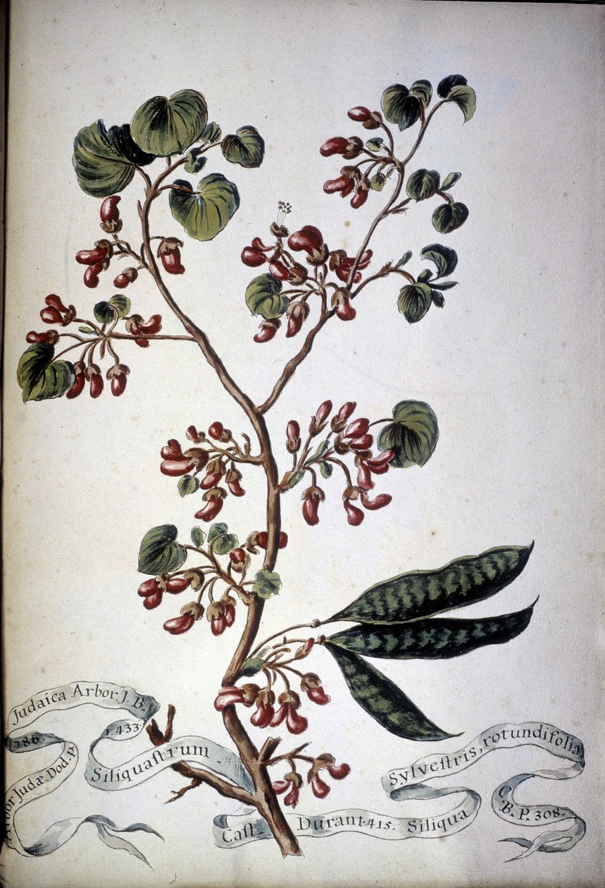 Sylvestris Rotundifolia. Herbier du 19ème siècle. - Unknown artist