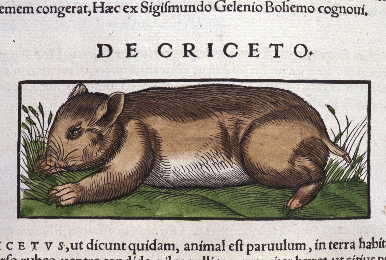 Le hamster dans Historia Animalium par Conrad Gesner (1516 - 1565), Tiguri - Unknown artist