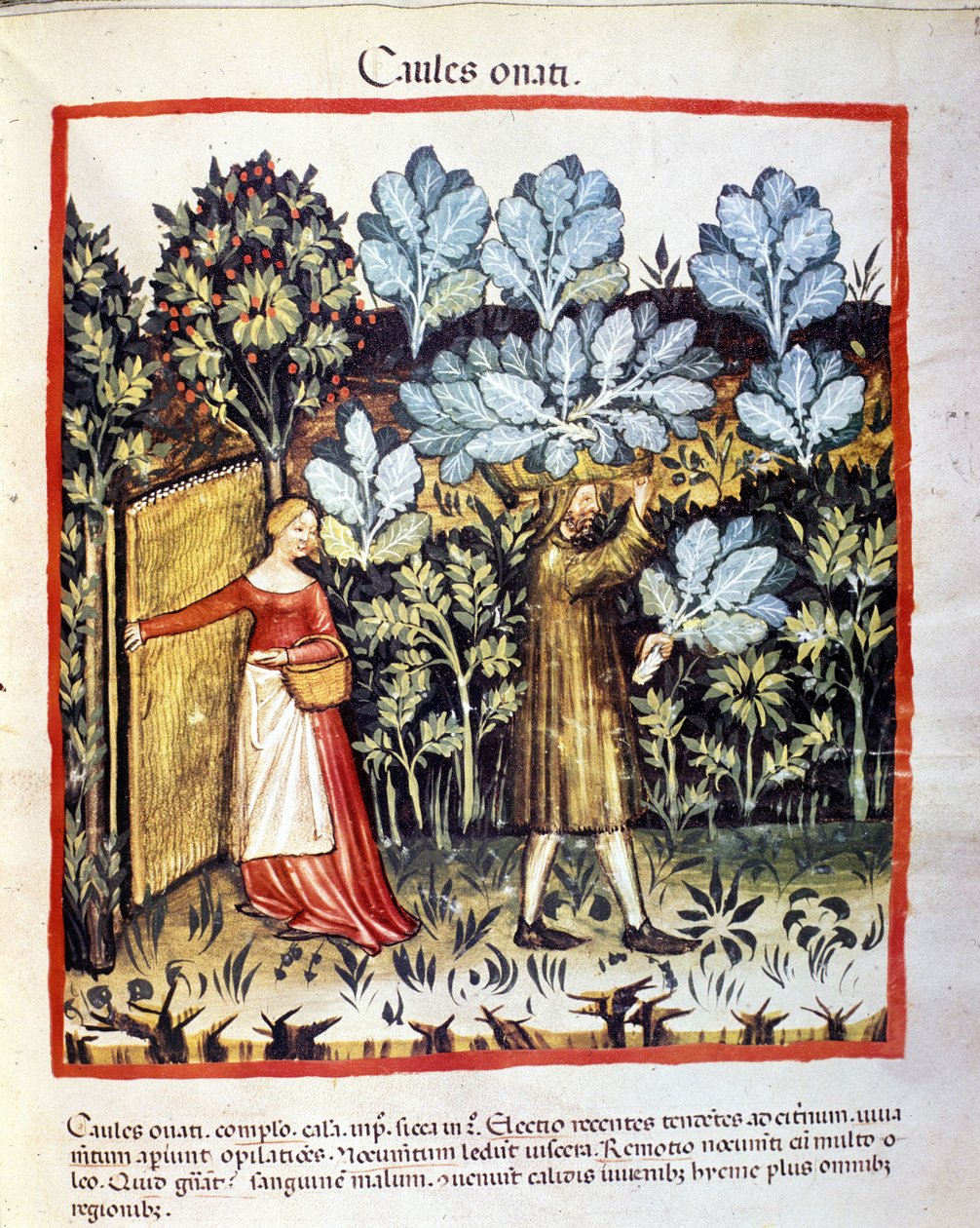 Récolte de chou-fleur dans un potager. Enluminure du « Tacuinum sanitatis » - Unknown artist