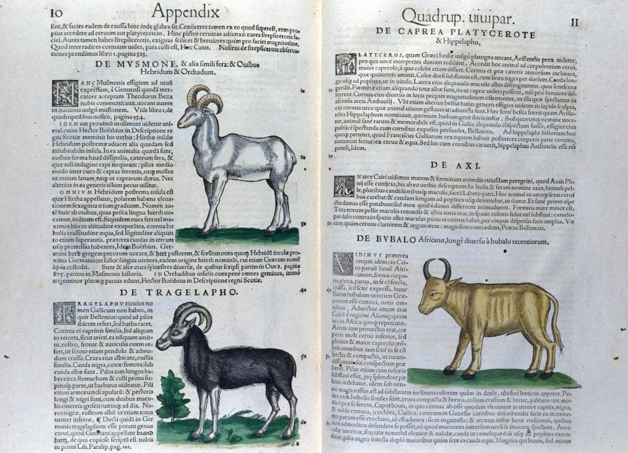 La double page des quadrupèdes dans Historia Animalium par Conrad Gesner (1516 - 1565), Tiguri - Unknown artist