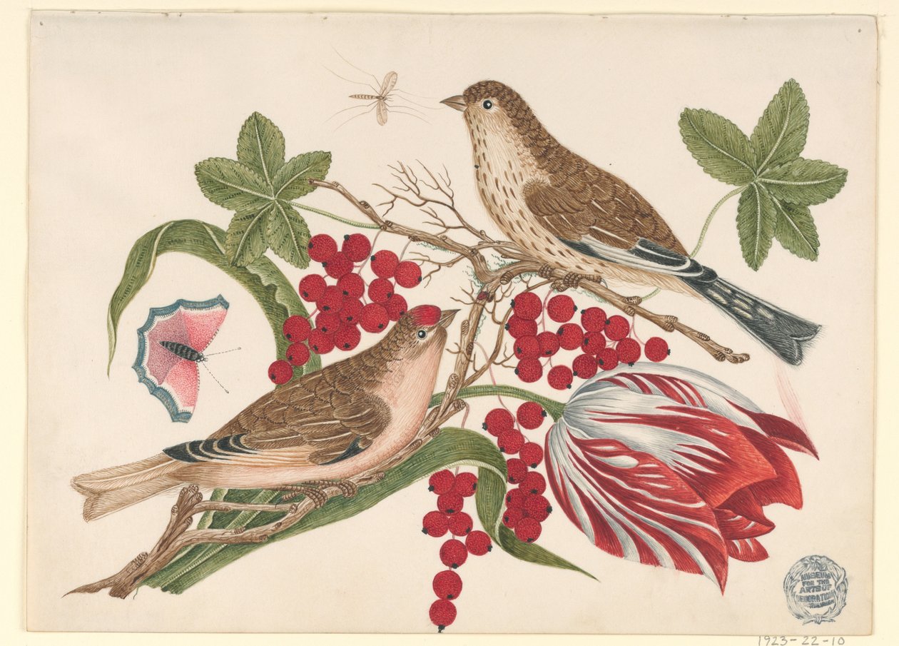 Deux oiseaux bruns sur une branche avec tulipe, baies et insectes - Unknown artist