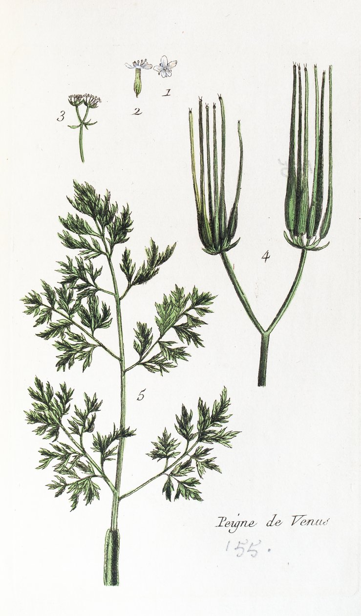 Peigne de Vénus - Unknown artist