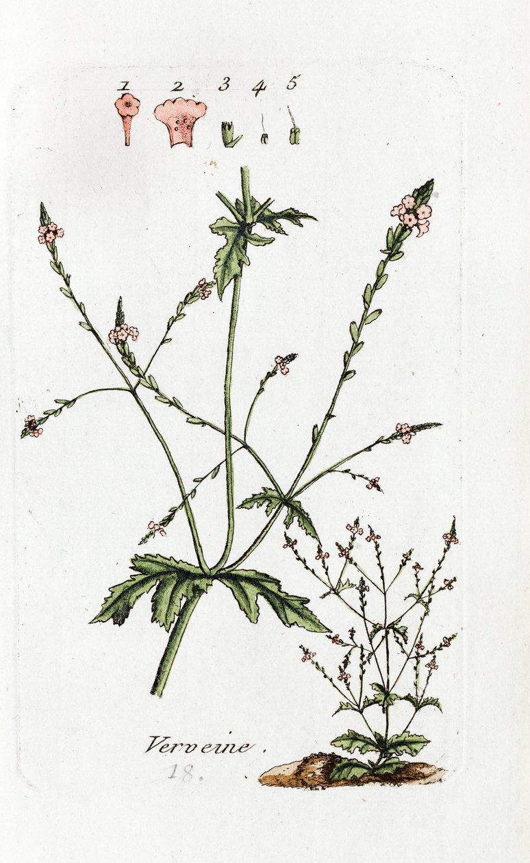 Verbena - Unknown artist