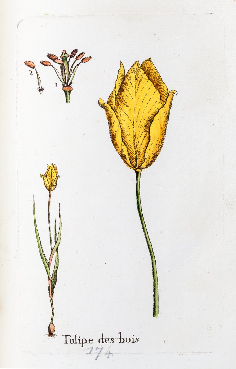 Tulipe en bois - Unknown artist