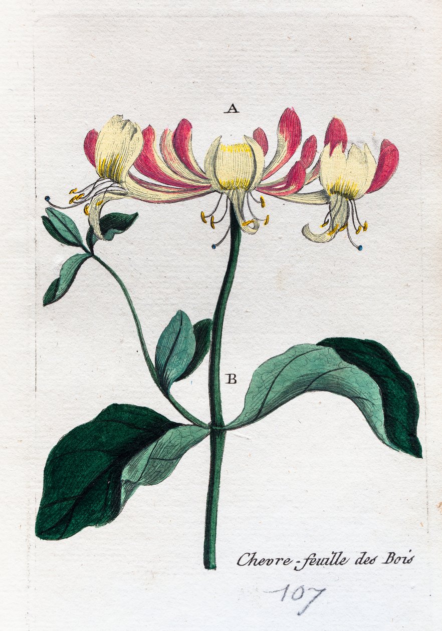 chèvrefeuille sauvage - Unknown artist