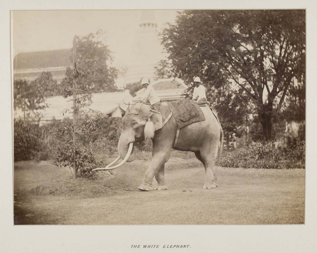 Photographie dans un album photo - Unknown photographer