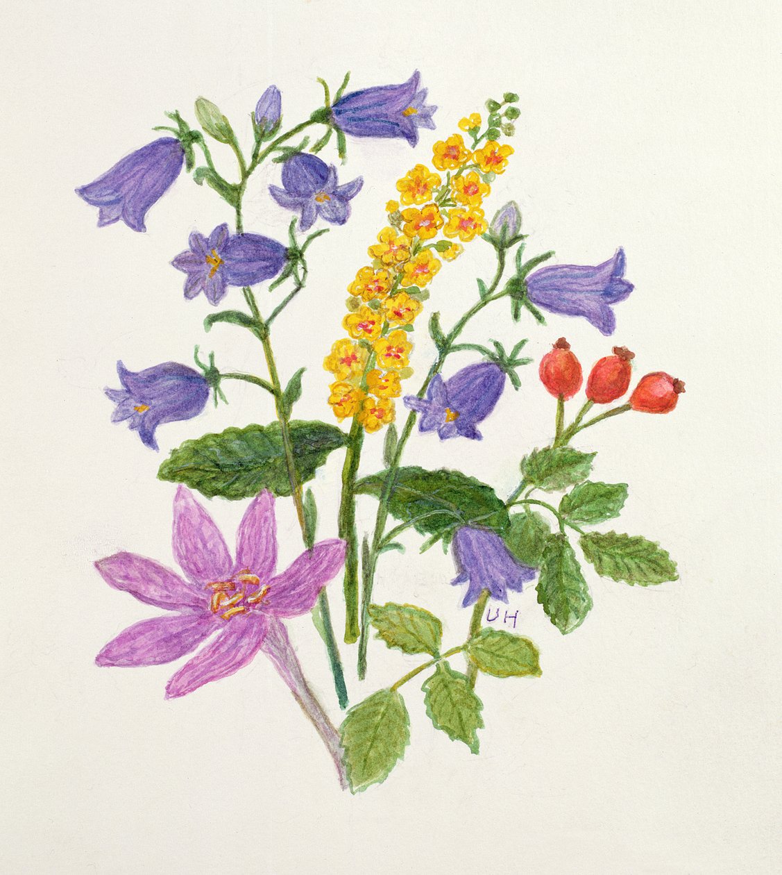 Campanules et autres fleurs sauvages - Ursula Hodgson