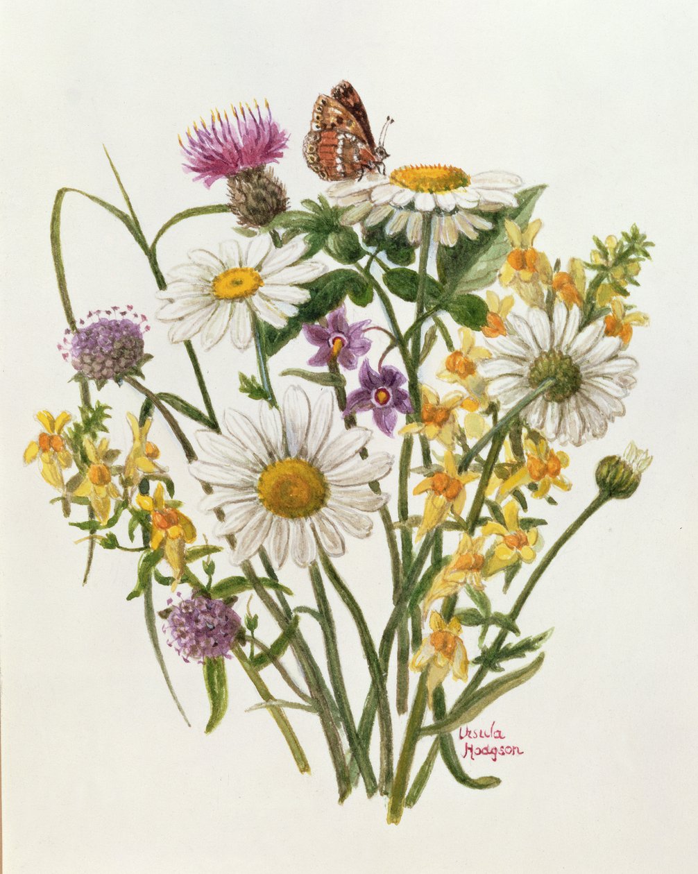 Centaurée, marguerite et lin (détail) - Ursula Hodgson