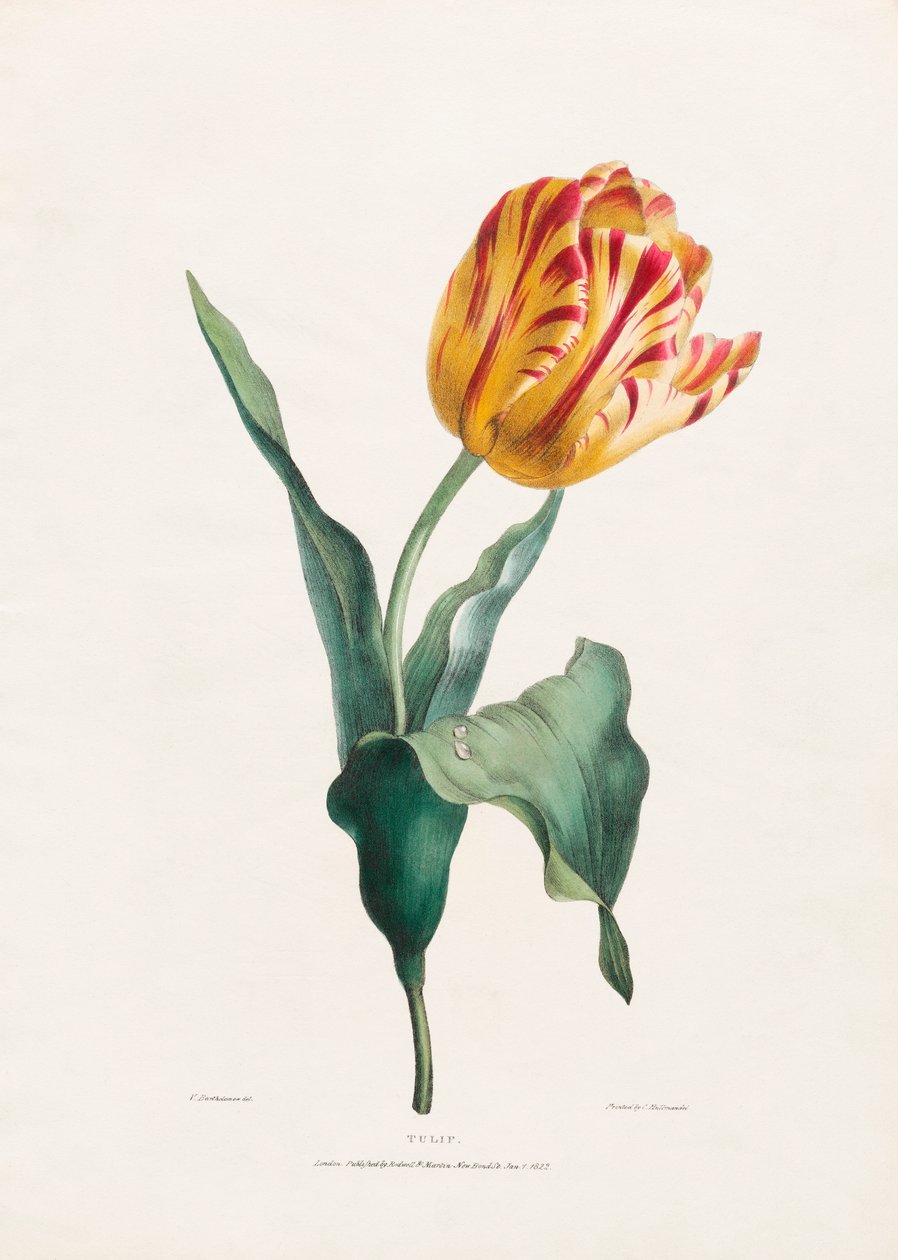 Tulipe antique par Valentine Bartholomew - Valentine Bartholomew