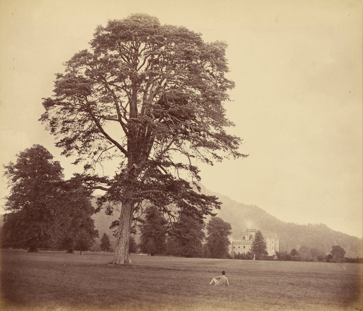 Grand pin écossais sur la pelouse - Vernon Heath