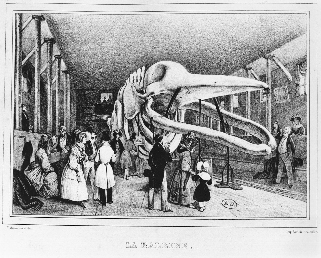 La baleine au Musée d