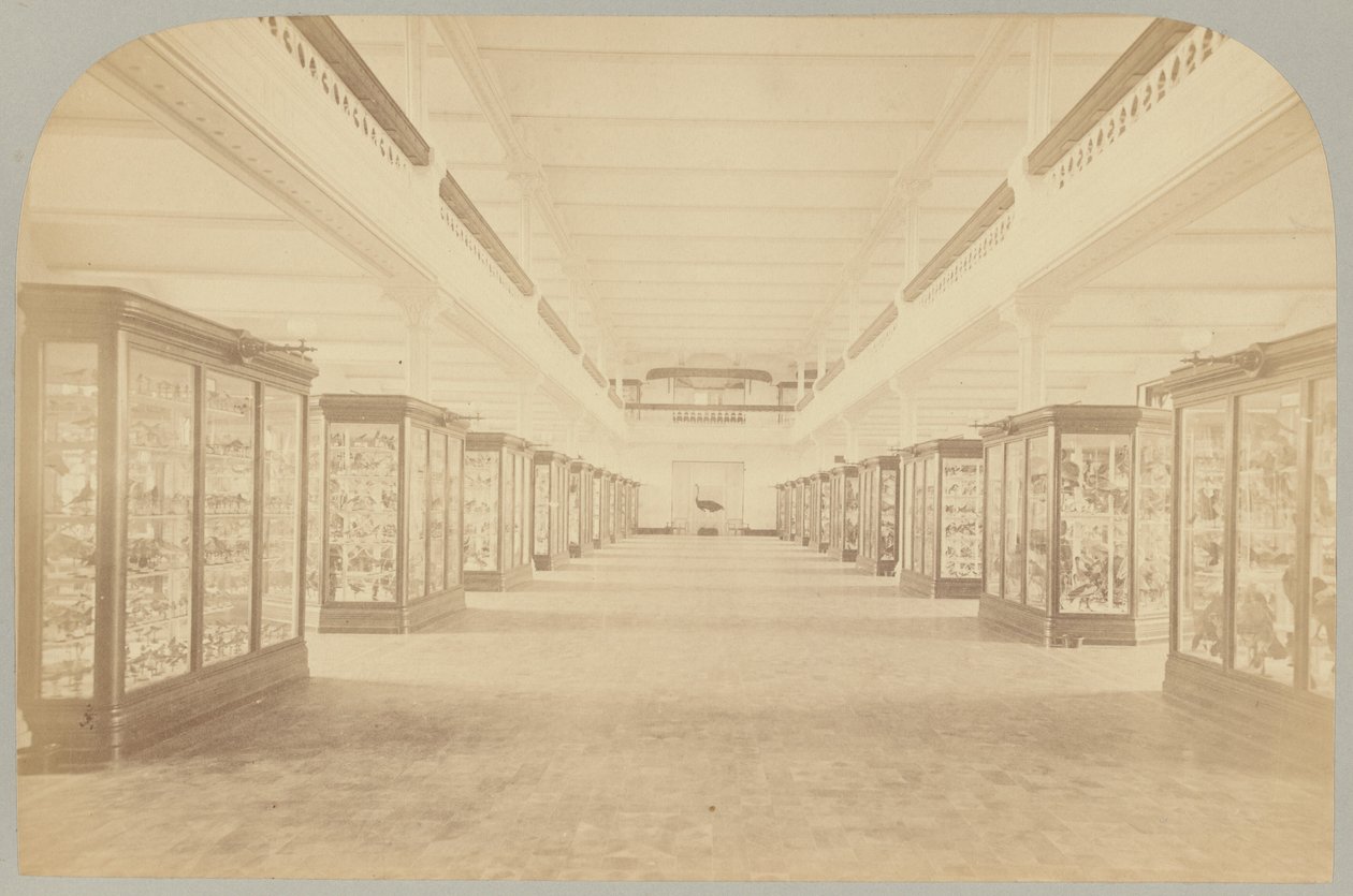 Pl. III. Histoire principale : Oiseaux - Victor Prevost, Gaston L. Feuardent and Co., New York