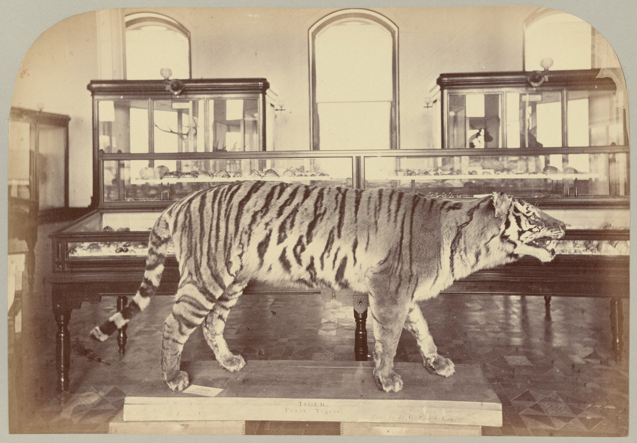 Pl. XI. Tigre du Bengale - Victor Prevost, Gaston L. Feuardent and Co., New York