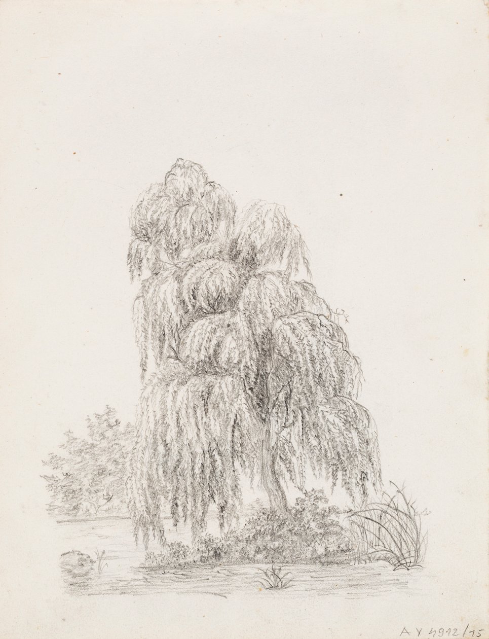 Arbre à feuilles larges - Victoria Åberg