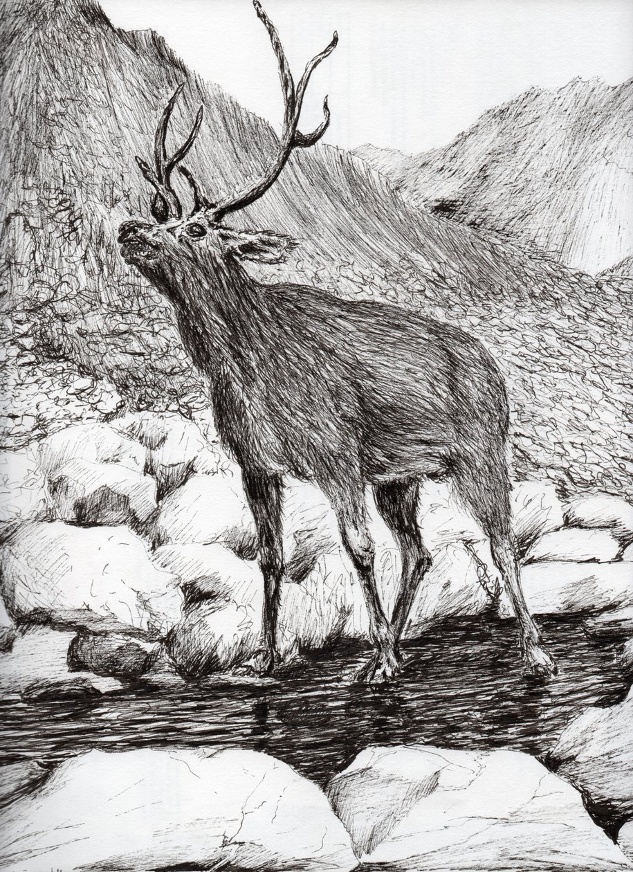 Cerf, 2011 - Vincent Alexander Booth