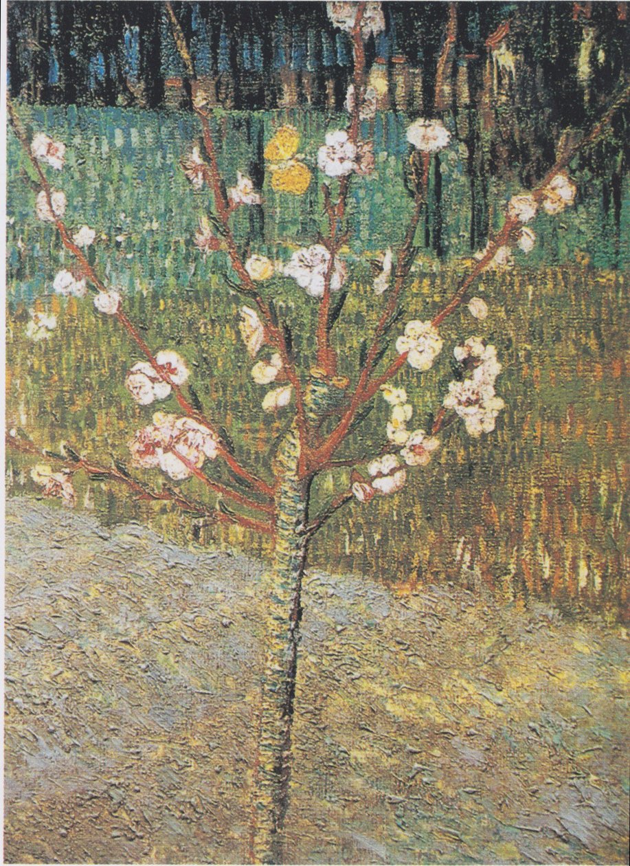 Amandier en fleurs - Vincent van Gogh