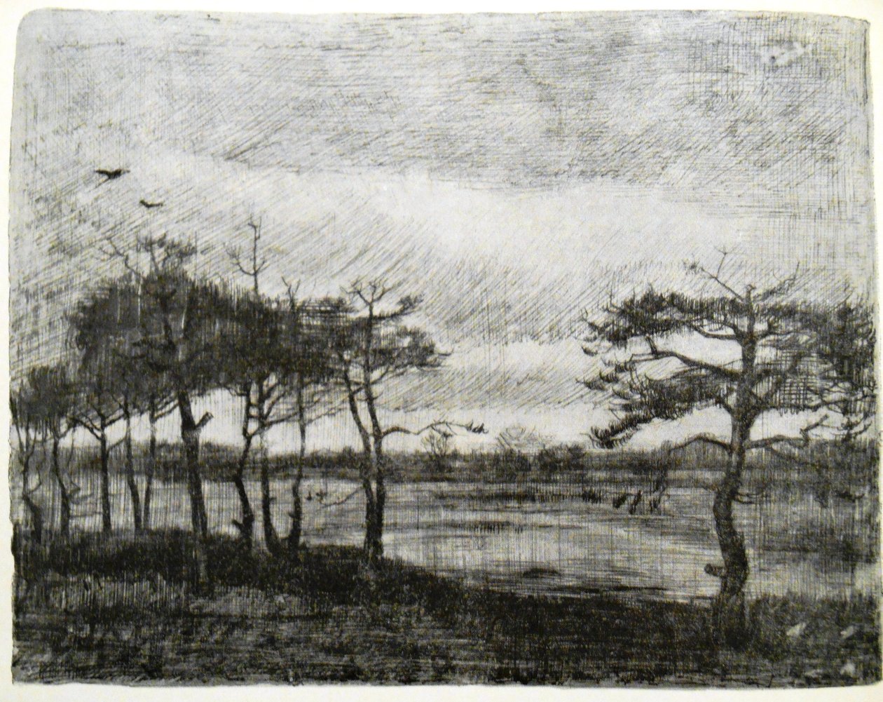 Sapin près d