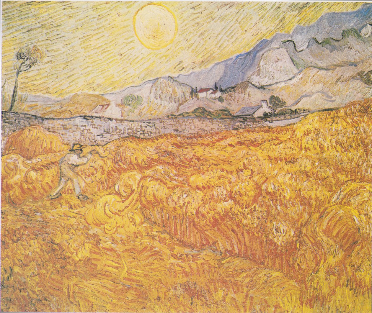 Champ de blé derrière l