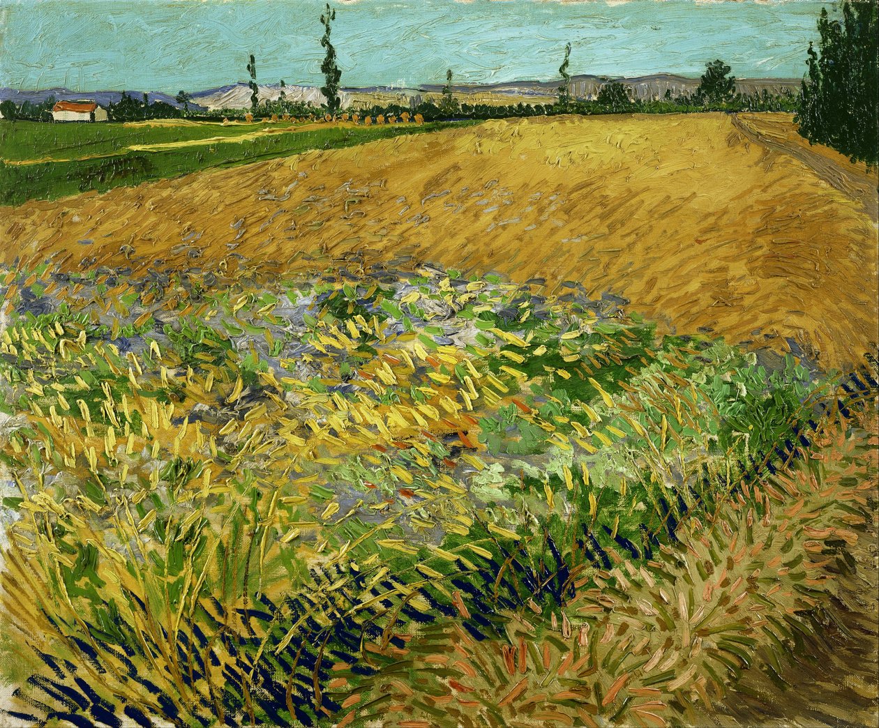 Champ de blé - Vincent van Gogh