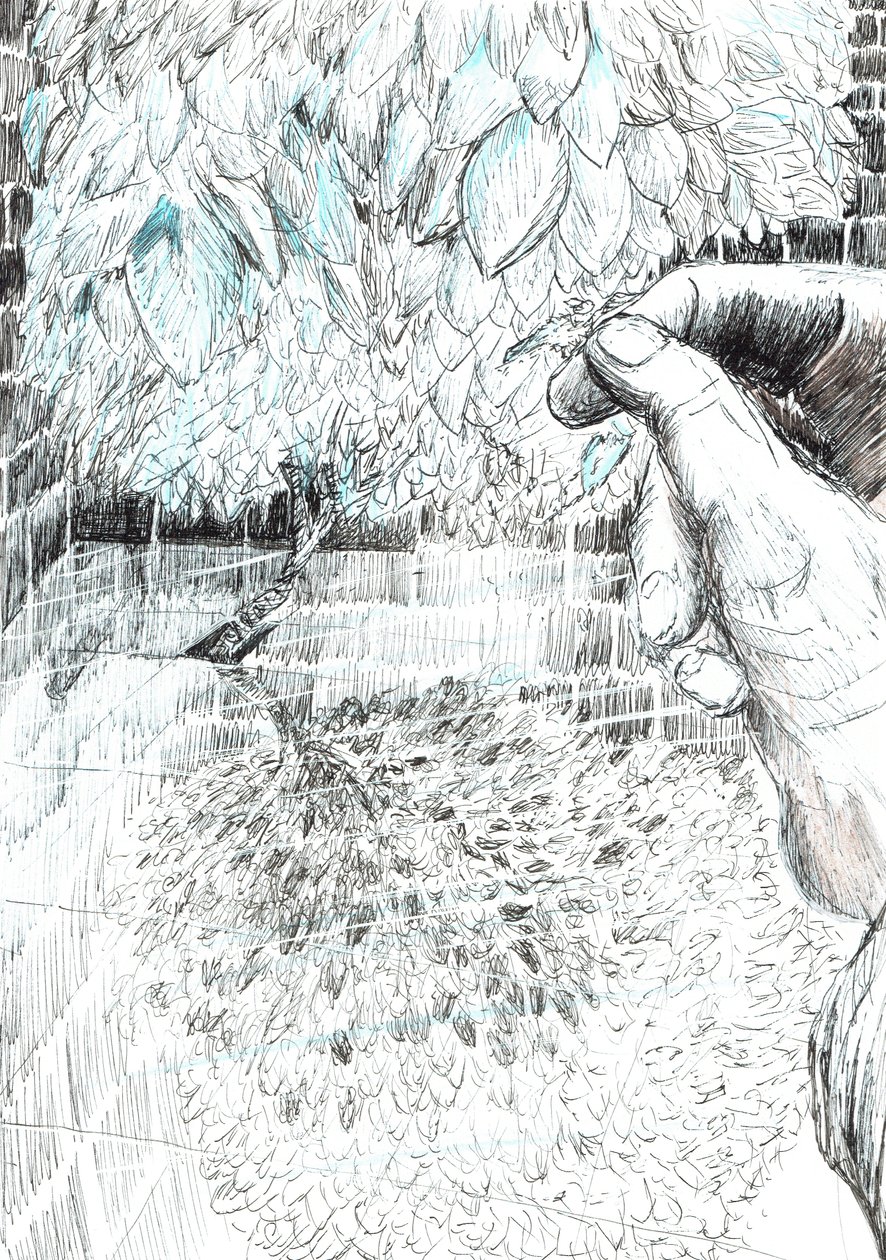 page43, Le château dans la forêt de Findhorn, 2006 - Vincent Alexander Booth