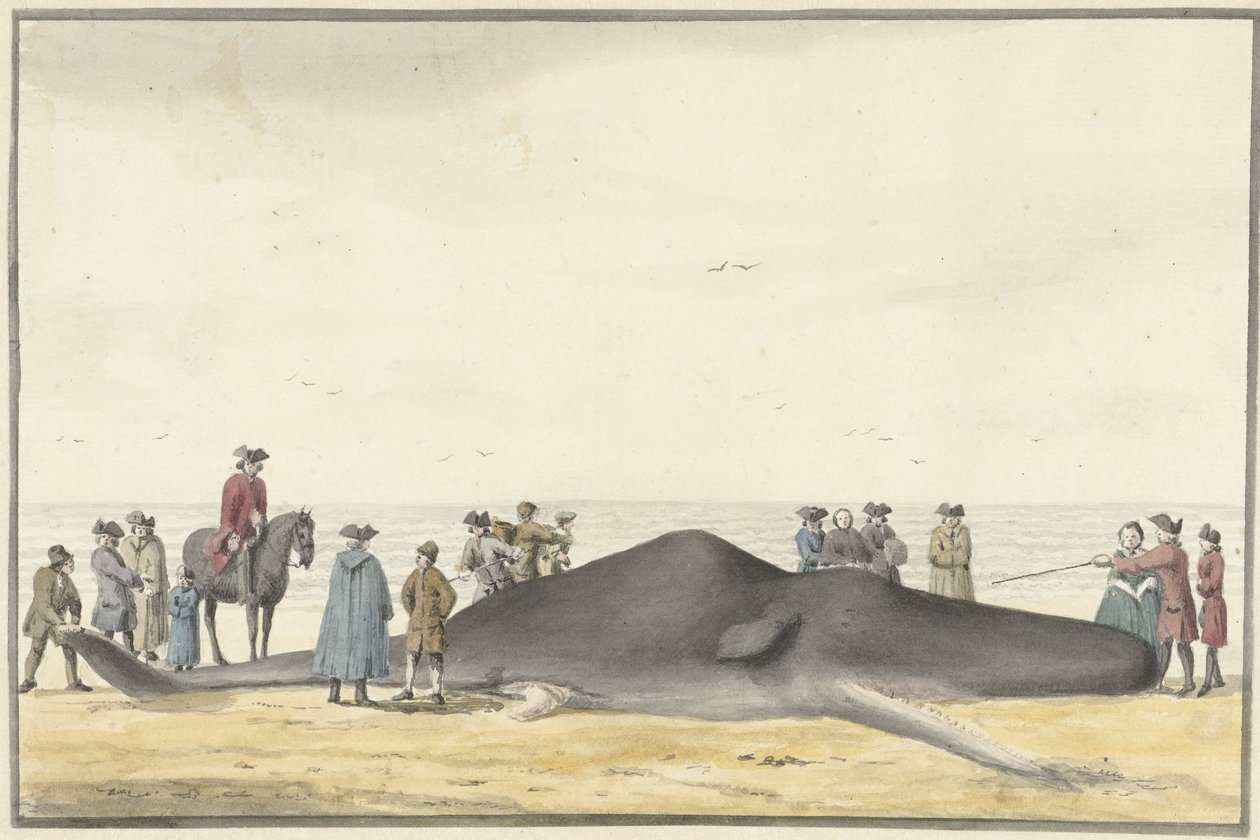 Cachalot échoué sur la plage entre Zandvoort et Wijk aan Zee, vu de face, 20 février 1762 - Vincent Jansz. van der Vinne