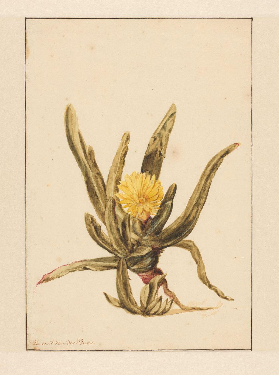 Ficoïde glaciale avec fleurs jaunes - Vincent Jansz. van der Vinne