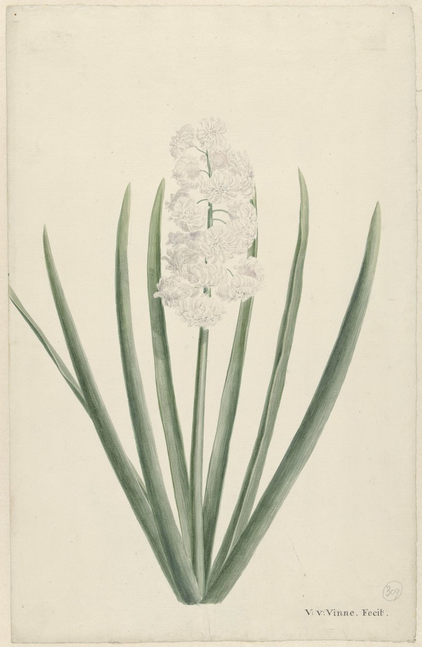 Jacinthe blanche - Vincent Jansz. van der Vinne