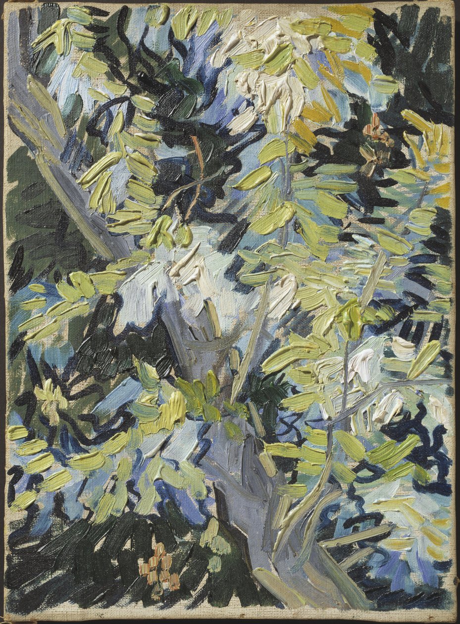 Acacia en fleur - Vincent van Gogh
