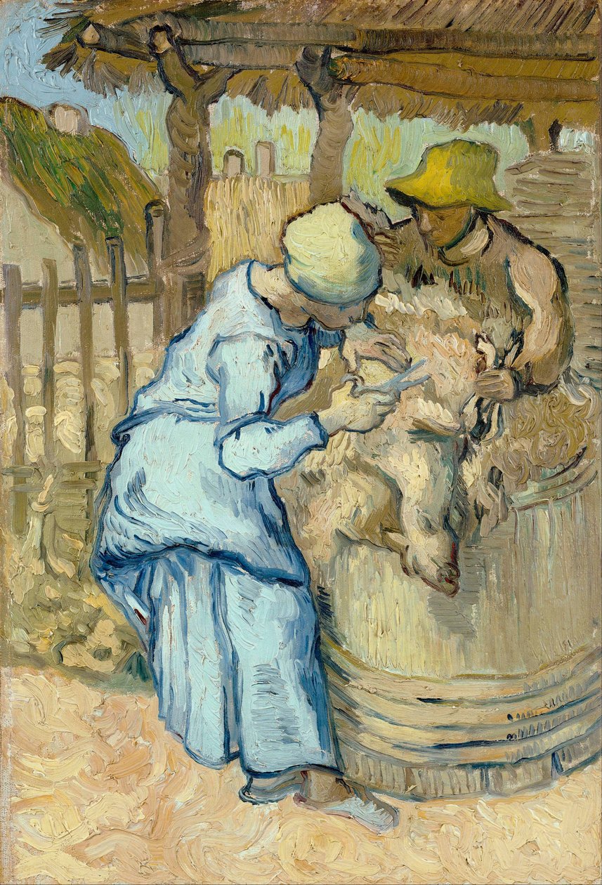 Le tondeur de moutons (d